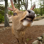 Hungry Deer in Nara