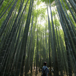 Super-tall bamboo line the pathway, Hokokuji Temple, Kamakura