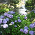 Hydrangea nearby a limpid stream, Susono, Shizuoka Pref.