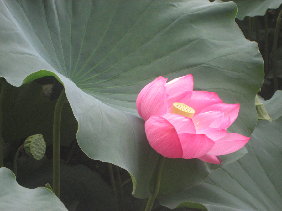 Lotus in bloom at Shinobazu Pond, Ueno Park, Tokyo