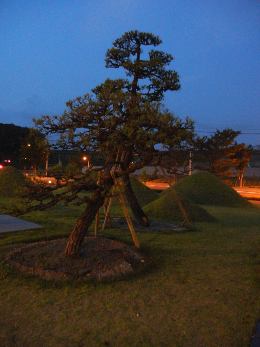 Night view of Japanese pine tree, Fukuoka