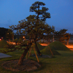Night view of Japanese pine tree, Fukuoka